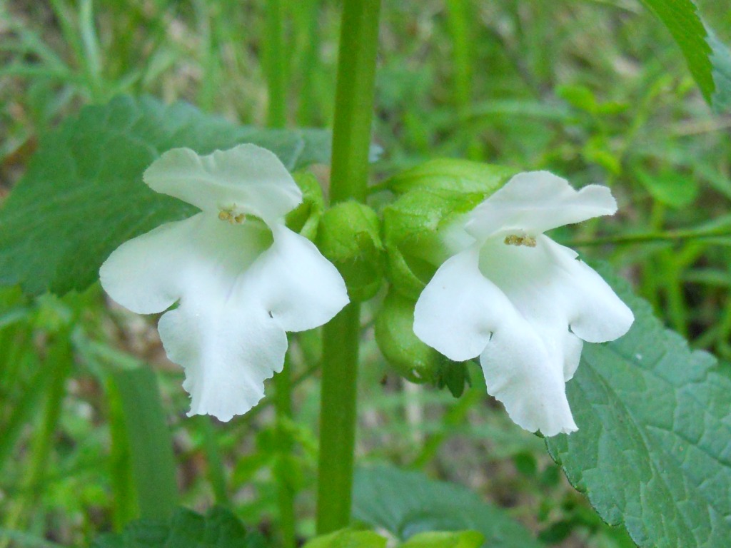 Pianta del bosco - Melittis melissophyllum